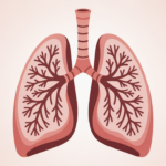 What Is the Plural of Bronchus? A Complete Guide to Medical and Common Usage