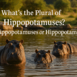 What's the Plural of Hippopotamus? Hippopotamuses or Hippopotami?